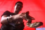 Peserta menunjukkan ular boa pohon (Candoia Carinata) yang merupakan satwa endemik dari Papua dalam Kontes Reptil Nasional di Predator Fun Park, Batu, Jawa Timur, Minggu (7/1). Kontes yang diikuti ratusan peserta tersebut menilai corak, sisik dan keeksotisan warna hewan reptil khas Indonesia terutama jenis ular. Antara Jatim/Ari Bowo Sucipto/zk/18. 