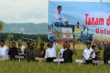 Menteri Pertanian Amran Sulaiman panen tanaman padi di lahan banjir luapan Bengawan Solo di Desa Kedungarum, Kecamatan Kanor, Kabupaten Bojonegoro, Jawa Timur, Senin (22/1). Mentan yang panen dengan jajaran pejabat Pemprov Jatim itu, memperkirakan  di Tanah Air sekarang ini panen tanaman padi mencakup sekitar 2 hektare akan mampu menstabilkan harga beras. Antara jatim/Slamet Agus Sudarmojo/zk/18