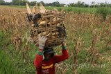 Buruh tani mengangkut jagung kualitas rendah  di Desa Papar, Kediri, Jawa Timur, Kamis (11/1). Petani jagung di daerah tersebut mengaku merugi karena 50 persen tongkol jagung dalam kondisi gabuk (tanpa isi) karena tanaman jagung mati sebelum masa panen akibat banjir. Antara Jatim/Prasetia Fauzani/zk/18