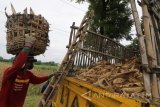 Buruh tani mengangkut jagung kualitas rendah ke dalam bak truk di Desa Papar, Kediri, Jawa Timur, Kamis (11/1). Petani jagung di daerah tersebut mengaku merugi karena 50 persen tongkol jagung dalam kondisi gabuk (tanpa isi) karena tanaman jagung mati sebelum masa panen akibat banjir. Antara jatim/Prasetia Fauzani/zk/18