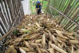 Buruh tani mengangkut jagung kualitas rendah ke dalam bak truk di Desa Papar, Kediri, Jawa Timur, Kamis (11/1). Petani jagung di daerah tersebut mengaku merugi karena 50 persen tongkol jagung dalam kondisi gabuk (tanpa isi) karena tanaman jagung mati sebelum masa panen akibat banjir. Antara jatim/Prasetia Fauzani/zk/18