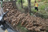 Peternak mengeluarkan bebek petelur dari kandangnya untuk digembalakan di area persawahan Desa Kwadungan, Kediri, Jawa Timur, Jumat (12/1). Peternak mengaku menggembalakan bebeknya di area persawahan bekas panen padi hingga puluhan kilometer guna menekan biaya pakan. Antara jatim/Prasetia Fauzani/zk/18