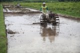 Petani memanfaatkan traktor tangan guna mempersiapkan media tanam padi di area persawahan Desa Toyoresmi, Kediri, Jawa Timur, Selasa (16/1). Data dari Otoritas Jasa Keuangan (OJK) Jawa Timur menempati urutan tertinggi kepesertaan asuransi pertanian pada tahun 2017, yakni sebanyak 609.000 petani dengan luas lahan 291.000 hektar. Antara Jatim/Prasetia Fauzani/zk/18