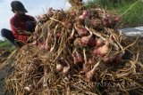 Petani menjemur bawang merah sebagi cara alami pengawetan di area persawahan Desa Paron, Kediri, Jawa Timur, Selasa (16/1). Petani di daerah terebut berspekulasi dengan menunda penjualan bawang merah dan menunggu membaiknya harga di pasaran guna mensiasati rendahnya harga jual yang hanya Rp6.000 per kilogram. Antara Jatim/Prasetia Fauzani/zk/18