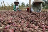 Petani menjemur bawang merah sebagi cara alami pengawetan di area persawahan Desa Paron, Kediri, Jawa Timur, Selasa (16/1). Petani di daerah terebut berspekulasi dengan menunda penjualan bawang merah dan menunggu membaiknya harga di pasaran guna mensiasati rendahnya harga jual yang hanya Rp6.000 per kilogram. Antara Jatim/Prasetia Fauzani/zk/18