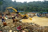 Di Merangin, lahan tambang emas bisa diubah jadi sawah