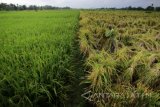 Petani memanen padi di persawahan Alas Malang, Banyuwangi, Jawa Timur, Rabu (17/1). Belasan hektar tanaman padi di daerah tersebut, terpaksa dipanen lebih awal untuk menghindari kerugian lebih besar karena cuaca buruk, angin kencang dan hujan lebat yang mengakibatkan tanaman padi roboh. Antara Jatim/Budi Candra Setya/zk/18.