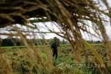 Petani mengangkat hasil panen padi di persawahan Alas Malang, Banyuwangi, Jawa Timur, Rabu (17/1). Belasan hektar tanaman padi di daerah tersebut, terpaksa dipanen lebih awal untuk menghindari kerugian lebih besar karena cuaca buruk, angin kencang dan hujan lebat yang mengakibatkan tanaman padi rohoh. Antara Jatim/Budi Candra Setya/zk/18.