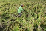 Petani memanen padi di persawahan Alas Malang, Banyuwangi, Jawa Timur, Rabu (17/1). Belasan hektar tanaman padi di daerah tersebut, terpaksa dipanen lebih awal untuk menghindari kerugian lebih besar karena cuaca buruk, angin kencang dan hujan lebat yang mengakibatkan tanaman padi roboh. Antara Jatim/Budi Candra Setya/zk/18.