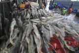 Pekerja menyiapkan ikan untuk di lelang di tempat pelelangan ikan Karangsong, Indramayu, Jawa Barat, Selasa (9/1). Kementerian Kelautan dan Perikanan menaikan target perikanan tangkap tahun 2018 sebesar 9,45 juta ton dari target tahun sebelumnya yang hanya sebesar 7,8 juta ton. ANTARA JABAR/Dedhez Anggara