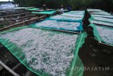 Pekerja menjemur teri nasi ekspor di Pantai Desa Pegagan, Pamekasan, Jawa Timur, Jumat (5/1). Nelayan mengeluhkan penurunan kualitas ikan teri nasi karena terkendala proses pengeringan. Antara Jatim/Saiful Bahri/mas/18.