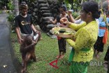 Umat Hindu memberi upacara pada seekor orangutan saat Hari Tumpek Kandang atau hari suci khusus untuk binatang peliharaan di Bali Zoo, Gianyar, Sabtu (21/1). Ritual tersebut digelar tiap enam bulan sekali yang bertujuan untuk keharmonisan manusia dengan alam, kelestariannya tetap terjaga dan memberi manfaat positif. Antara Bali/Nyoman Budhiana/nym/2018.