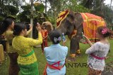 Umat Hindu memberi upacara pada seekor gajah Sumatera saat Hari Tumpek Kandang atau hari suci khusus untuk binatang peliharaan di Bali Zoo, Gianyar, Sabtu (21/1). Ritual tersebut digelar tiap enam bulan sekali yang bertujuan untuk keharmonisan manusia dengan alam, kelestariannya tetap terjaga dan memberi manfaat positif. Antara Bali/Nyoman Budhiana/nym/2018.