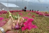 Onion Kernel Seeds To Produce 36 Tons Per Hectare: BPTP