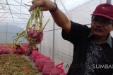 BPTP: bibit bawang asal biji mampu hasilkan 36 ton/hektare