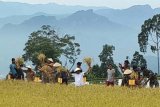 Pemkab Toraja Utara panen padi organik