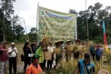 Bupati Kapuas Hulu, Abang Muhammad Nasir panen raya padi di lahan sawah petani di desa Lubuk Antuk, Kecamatan Hulu Gurung, Kapuas Hulu Kalimantan Barat. (Foto Antaranews/Timotius)