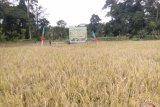 Bupati Kapuas Hulu, Abang Muhammad Nasir panen raya padi di lahan sawah petani di desa Lubuk Antuk, Kecamatan Hulu Gurung, Kapuas Hulu Kalimantan Barat. (Foto Antaranews/Timotius)