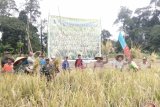 Bupati Kapuas Hulu, Abang Muhammad Nasir panen raya padi di lahan sawah petani di desa Lubuk Antuk, Kecamatan Hulu Gurung, Kapuas Hulu Kalimantan Barat. (Foto Antaranews/Timotius)