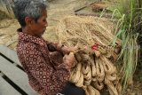 Pengumpul Rotan, Lepoh (62) menyiapkan rotan untuk dijemur di Kampung Geleo Baru, Kecamatan Barong Tongkok, Kabupaten Kutai Barat, Kalimantan Timur, Selasa (30/8). Rotan yang menjadi bahan baku kerajinan dan kursi itu dibeli dari warga seharga Rp3 ribu hingga Rp4 ribu sesuai jenisnya tersebut, akan dijemur dan kemudian dijualnya ke penampung besar di Kecamatan Melak seharga Rp12.500 - Rp13.500 per kilogram. ANTARA FOTO/Sugeng Hendratno/jhw/18