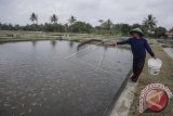 Sleman menargetkan produksi ikan air tawar capai 62.000 ton