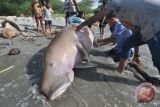 Dugong mamalia laut mati terdampar