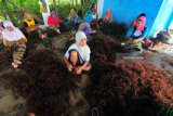 Buruh mengikat bibit rumput laut dipembibitan Pantai Jumiang, Pamekasan, Jawa Timur, Kamis (1/2). Buruh tersebut diupah Rp30.000 untuk mengikat sekitar 60 kg bibit rumput laut.  Antara Jatim/Saiful Bahri/18
