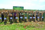 Danrem 101 Antasari Kolonel Inf Yudianto Putra Jaya melakukan panen jagung di demplot Kodim 1009/Pelaihari, di Gunung Kayangan Pelaihari, Selasa (13/2). Foto:Antaranews Kalsel/Arianto/G.