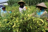 Buruh tani memanen cabai rawit di area persawahan Kelurahan Pesantren, Kota Kediri, Jawa Timur, Rabu (28/2). Sepekan terakhir harga cabai rawit di tingka petani di daerah tersebut terus merangkak naik, dari sebelumnya Rp30.000 menjadi Rp42.000 per kilogram akibat menipisnya pasokan di pasaran. Antara Jatim/Prasetia Fauzani/zk/18