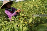 Buruh tani memanen cabai rawit di area persawahan Kelurahan Pesantren, Kota Kediri, Jawa Timur, Rabu (28/2). Sepekan terakhir harga cabai rawit di tingka petani di daerah tersebut terus merangkak naik, dari sebelumnya Rp30.000 menjadi Rp42.000 per kilogram akibat menipisnya pasokan di pasaran. Antara Jatim/Prasetia Fauzani/zk/18