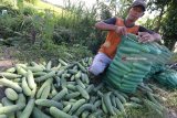 Petani mengemas timun ke dalam karung usai dipetik di area persawahan Desa Ngasem, Kediri, Jawa Timur, Rabu (21/2). Tanaman timun di daerah tersebut mengalami penurunan hasil hingga 70 persen pada panen ke 7 dan terancam hanya mampu panen 1 kali lagi dari normalnya dapat produktif hingga 16 kali panen dalam sekali musim tanam akibat tingginya curah hujan. Antara jatim/Prasetia Fauzani/zk/18