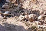 Palestina bikin kuburan massal di komplek RS Al-Shifa