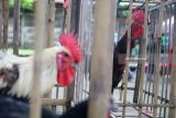 Ayam berkokok di dalam kandang saat Kontes Ayam Pelung yang diselenggarakan oleh Himpunan Peternak Penggemar Ayam Pelung Indonesia (HIPPAPI) di Kota Kediri, Jawa Timur, Minggu (25/2). Kontes yang menampilkan 84 ekor ayam dari daerah Jawa Tengah dan Jawa Timur itu bertujuan memasyarakatkan Ayam Pelung asli Indonesia sekaligus sebagai wadah silaturahmi antar peternak atau pun pecinta Ayam Pelung. Antara Jatim/Prasetia Fauzani/zk/18