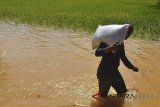 Warga membawa karung berisikan beras melintasi areal sawah yang terendam banjir di Desa Tanjungsari, Kabupaten Tasikmalaya, Jawa Barat, Jumat (23/2). Intensitas curah hujan yang tinggi membuat meluapnya sungai Cikidang dan mengakibatkan 135 hektare lahan pertanian terendam banjir, sehingga padi yang berusia tiga bulan terancam gagal panen. ANTARA JABAR/Adeng Bustomi/agr/18