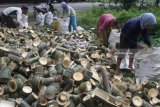 Pengrajin tempe berebut mengambil limbah  bambu di depan sebuah pabrik sumpit di Prandon, Ngawi, Jawa Timur, Senin (5/2). Pengrajin tempe di kawasan tersebut memilih mengggunakan limbah bambu sebagai bahan bakar dalam industri tempe rumahan untuk menekan biaya produksi. Antara Jatim/Ari Bowo Sucipto/zk/18.