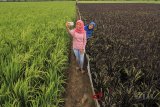 Warga berswafoto di lahan sawah yang berwarna ungu di desa Sekarmulya, Kec. Gabuswetan, Indramayu, Jawa barat, Sabtu (10/2). Sawah milih Hasan tersebut menjadi ramai dikunjungi warna karena memiliki keunikan berwarna ungu dengan jenis padi Black Madras yang berasal dari Jepang. ANTARA JABAR/Dedhez Aggara.