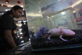 Warga mengamati hewan Axolotl atau salamander MeksikoÂ  yang dipamerkan di pameran hewan reptil di salah satu pusat perbelanjaan di Surabaya, Jawa Timur, Jumat (23/2). Berbagai jenis hewan reptil seperti Ular, Iguana, Gecko dan lain sebagainya itu dipamerkan dan dijual dengan harga bervariatif. Antara jatim/Didik Suhartono/zk/18