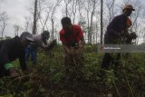 Petani memanen kacang tanah saat panen raya perdana di Bojonegoro, Jawa Timur, Senin (5/2). Panen tersebut merupakan tindak lanjut program Aribisnis Kacang Nasional pada Oktober 2017 lalu dengan sistem kerja sama bagi hasil antara Perhutani, Lembaga Masyarakat Desa Hutan dengan MUI dan pendampingan budi daya dari GarudaFood.  Antara Jatim/Zabur Karuru/zk/18