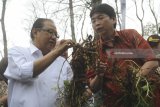 Menteri Koperasi dan UKM Anak Agung Gede Ngurah Puspayoga (kiri)  berbincang dengan Komisaris GarudaFood Group Hartono Atmadja (kanan) saat panen raya perdana kacang tanah di Bojonegoro, Jawa Timur, Senin (5/2). Panen tersebut merupakan tindak lanjut program Aribisnis Kacang Nasional pada Oktober 2017 lalu dengan sistem kerja sama bagi hasil antara Perhutani, Lembaga Masyarakat Desa Hutan dengan MUI dan pendampingan budi daya dari GarudaFood. Antara Jatim/Zabur Karuru/zk/18