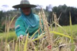 Seorang petani memperlihatkan padi yang akan dipanen lebih cepat dari waktunya, di kawasan Perbatasan Entikong, Kabupaten Sanggau, Kalbar, Kamis (8/2). Hal itu dilakukan oleh para petani setempat untuk mengantisipasi perubahan cuaca yang tak menentu akibat tingginya curah hujan dan adanya serangan hama walang sangit di kawasan tersebut. ANTARA FOTO/Agus Alfian/jhw/18