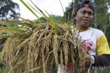 Seorang petani memperlihatkan padi yang dipanen lebih cepat dari waktunya, di kawasan Perbatasan Entikong, Kabupaten Sanggau, Kalbar, Kamis (8/2). Hal itu dilakukan oleh para petani setempat untuk mengantisipasi perubahan cuaca yang tak menentu akibat tingginya curah hujan dan adanya serangan hama walang sangit di kawasan tersebut. ANTARA FOTO/Agus Alfian/jhw/18