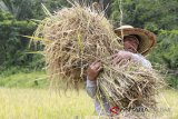 Seorang petani mengangkat padi yang dipanen lebih cepat dari waktunya, di kawasan Perbatasan Entikong, Kabupaten Sanggau, Kalbar, Kamis (8/2). Hal itu dilakukan oleh para petani setempat untuk mengantisipasi perubahan cuaca yang tak menentu akibat tingginya curah hujan dan adanya serangan hama walang sangit di kawasan tersebut. ANTARA FOTO/Agus Alfian/jhw/18