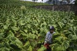 Petani memanen tembakau di Kampung Garung, Desa Cibiru Wetan, Kecamatan Cileunyi, Kabupaten Bandung, Jawa Barat, Selasa (20/2). Petani mengaku akibat cuaca tidak menentu membuat panen tembakau kali ini berkurang menjadi 70 persen dibanding tahun lalu mencapai 90 persen. ANTARA JABAR/Khairizal Maris/agr/18