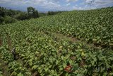 Petani memanen tembakau di Kampung Garung, Desa Cibiru Wetan, Kecamatan Cileunyi, Kabupaten Bandung, Jawa Barat, Selasa (20/2). Petani mengaku akibat cuaca tidak menentu membuat panen tembakau kali ini berkurang menjadi 70 persen dibanding tahun lalu mencapai 90 persen. ANTARA JABAR/Khairizal Maris/agr/18