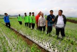 Direktur Jendral Holtikultura Kementerian Pertanian Spudnik Sujono Kamino (kanan) meninjau tanaman bawang putih di Licin, Banyuwangi, Jawa Timur, Kamis (22/2). Pengembangan bawang putih di lereng Gunung Ijen seluas 116 hektare itu, diharapkan bisa mengawali kebangkitan suplai bawang putih untuk kebutuhan nasional dari ketergantungan impor yang mencapai 500 ribu ton sementara produksi dalam negeri masih mencapai 20ribu ton. Antara jatim/Budi Candra Setya/zk/18.