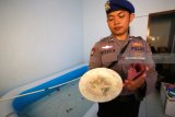 Polisi barang bukti benur (bayi lobster) saat penggerebekan di rumah kost di Cungking, Banyuwangi, Jawa Timur, Selasa (27/2). Dari penggerebekan dilima kamar rumah kost tersebut, polisi mengamankan tiga orang diduga penjaga rumah kos, perawat benur dan orang yang mengatur sirkulasi keluar masuk benur lobster. Hingga saat ini polisi masih mengembangkan penyidikan. Antara Jatim/Budi Candra Setya/zk/18.