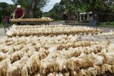 Perajin menjemur kelobot untuk pembungkus rokok kelobot di Desa Bancangan, Kecamatan Sambit, Kabupaten Ponorogo, Jawa Timur, Minggu (25/2). Kelobot tersebut selanjutnya dijual ke sejumlah pabrik rokok kelobot di Ponorogo dan Madiun, Jawa Timur dengan harga Rp7.000 perbundel. Antara Jatim/Foto/Siswowidodo/zk/18