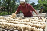 Perajin menjemur kelobot untuk pembungkus rokok kelobot di Desa Bancangan, Kecamatan Sambit, Kabupaten Ponorogo, Jawa Timur, Minggu (25/2). Kelobot tersebut selanjutnya dijual ke sejumlah pabrik rokok kelobot di Ponorogo dan Madiun, Jawa Timur dengan harga Rp7.000 perbundel. Antara Jatim/Foto/Siswowidodo/zk/18