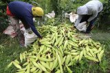 Petani memanen jagung manis di area persawahan Desa Kampung Baru, Kediri, Jawa Timur, Minggu (25/2). Data dari Kementerian Pertanian menyebutkan rata-rata produksi jagung lokal sebanyak 23 juta ton per tahun. Antara Jatim/Prasetia Fauzani/zk/18