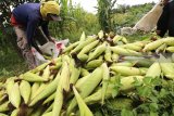 Petani memanen jagung manis di area persawahan Desa Kampung Baru, Kediri, Jawa Timur, Minggu (25/2). Data dari Kementerian Pertanian menyebutkan rata-rata produksi jagung lokal sebanyak 23 juta ton per tahun. Antara Jatim/Prasetia Fauzani/zk/18